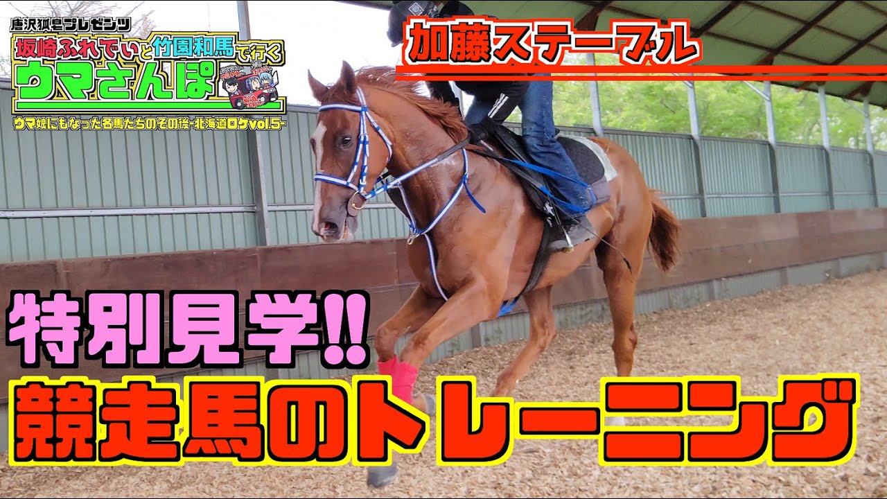 【加藤ステーブル】競走馬のトレーニングを見学！
