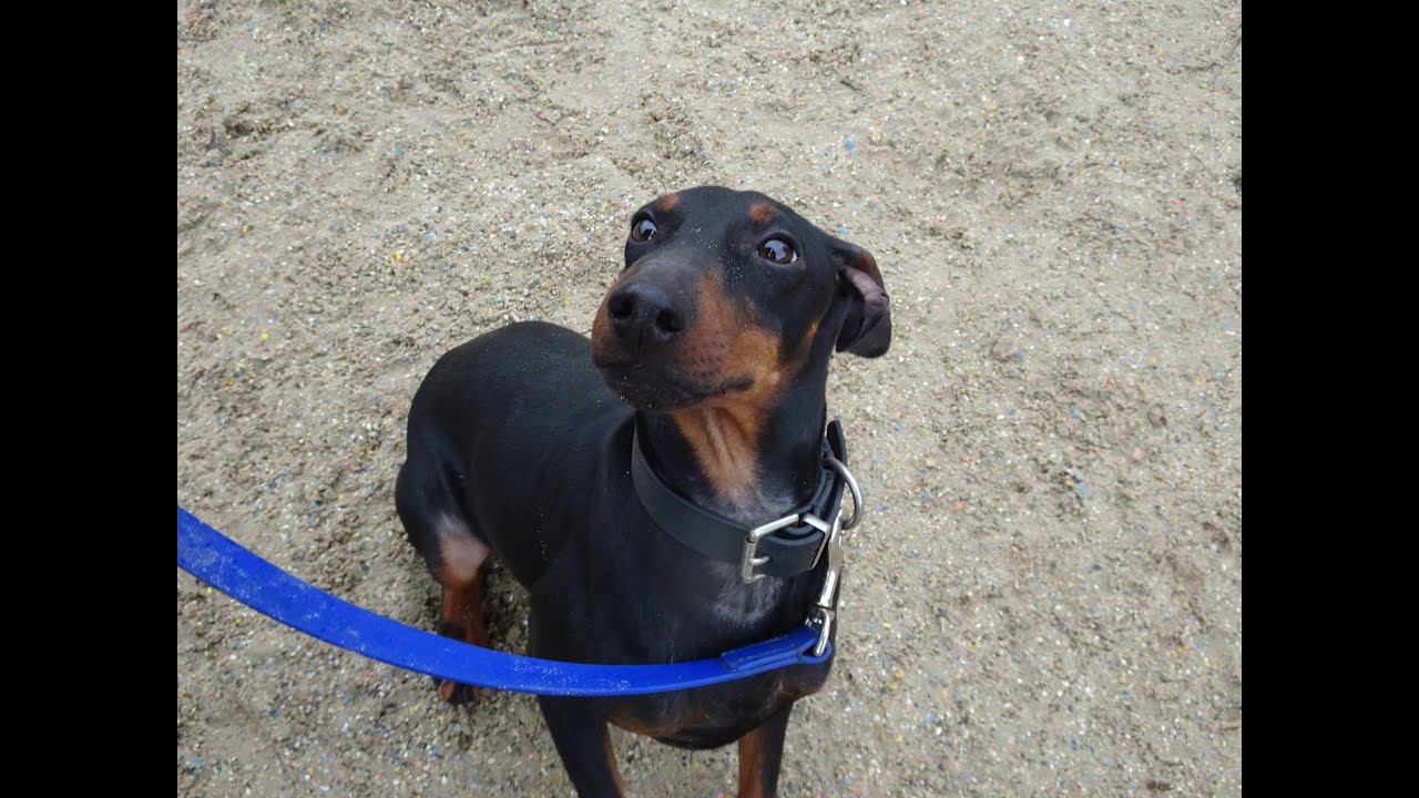 Nelson - Manchester Terrier - 4 Week Residential Dog Training at Adolescent Dogs