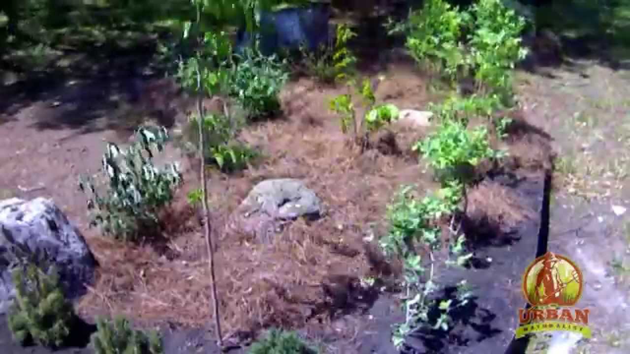 Edible Landscape Time-Lapse : Meche's 