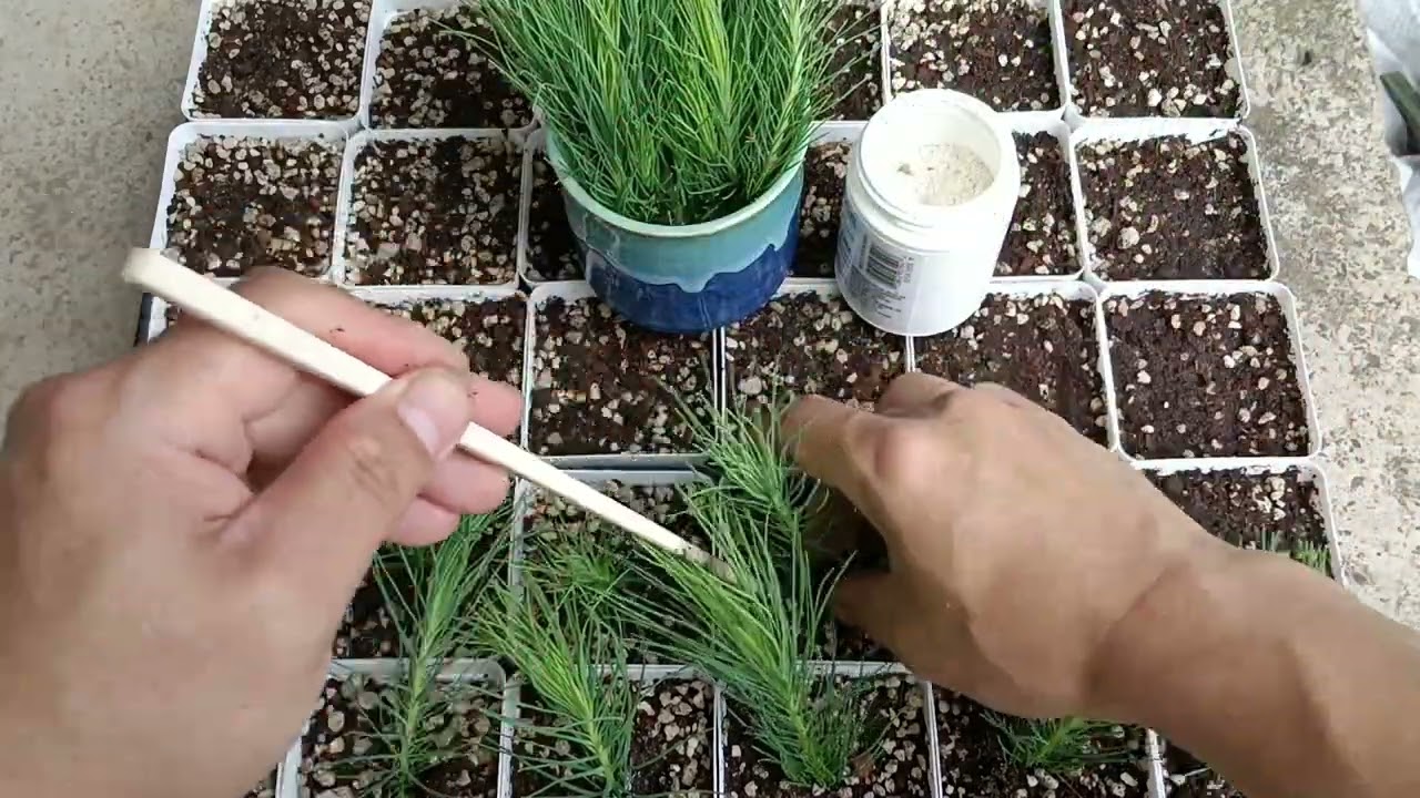Propagating Japanese Two-Needle Pine Through Cuttings