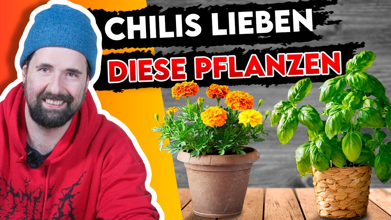 Diese PFLANZEN müssen in dein CHILI Beet