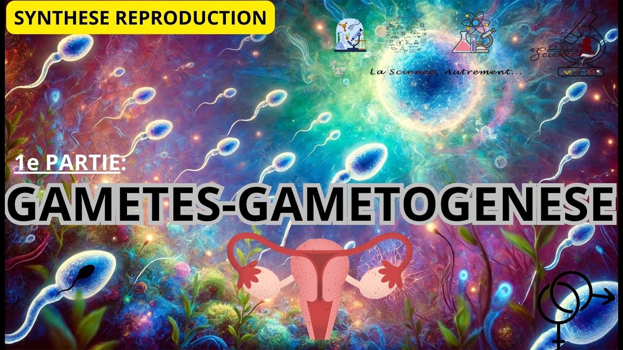 (TS/SVT)📽SYNTHESE REPRODUCTION🔬#1: Gamètes et Gamétogenèse 🏭👩‍🏭👨‍🏭