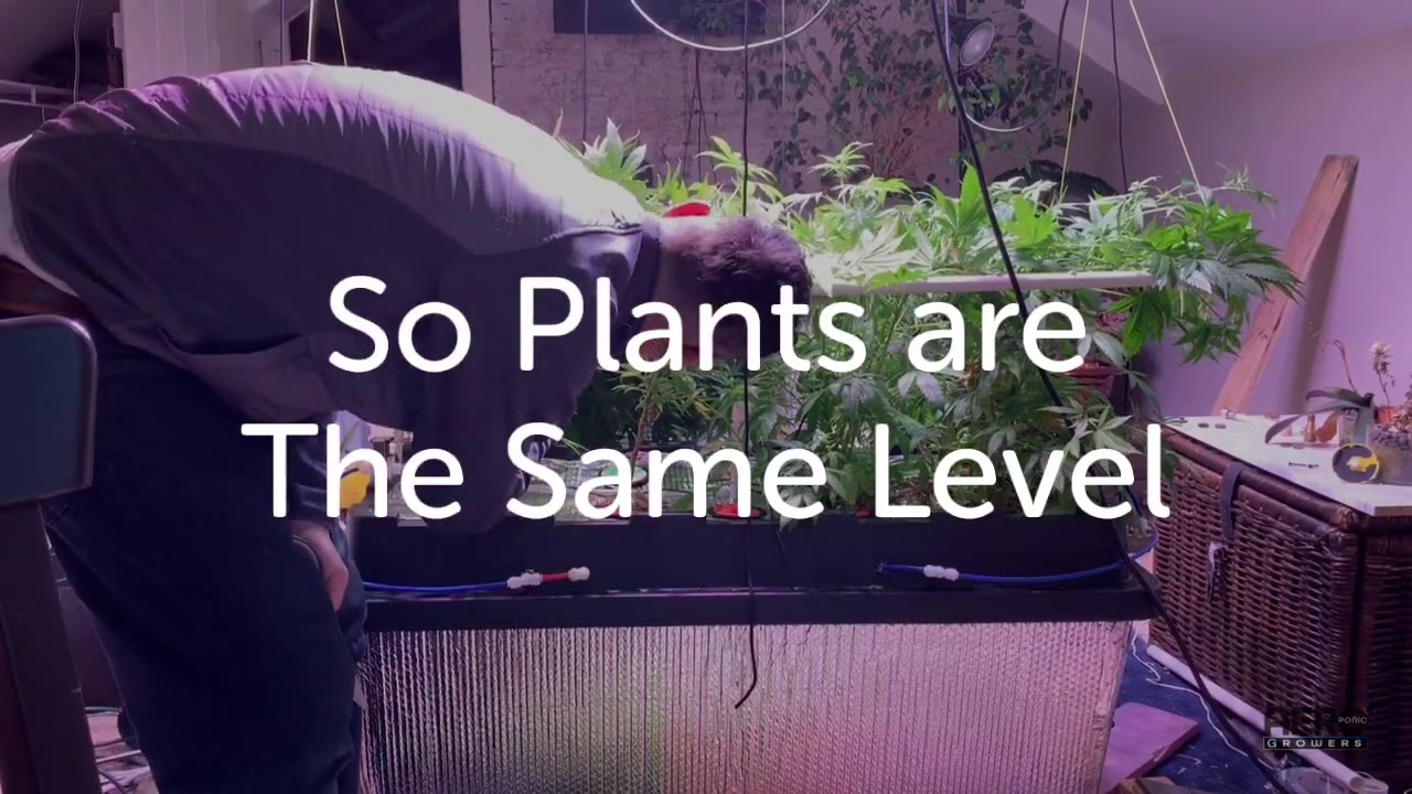 The reason behind using a SCROG net for growing Cannabis indoors with Aeroponics.