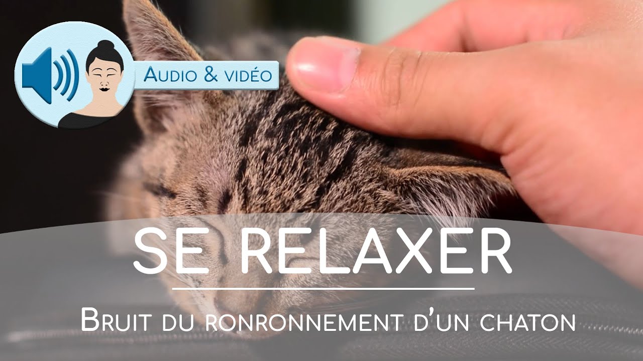 Bruit de ronronnement de chaton pour la relaxation | Ronronthérapie ASMR 🎧 2 Heures
