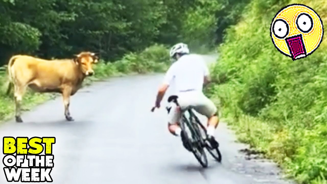 Try Not to Laugh Challenge #12 |🤣 Best Fails of the week