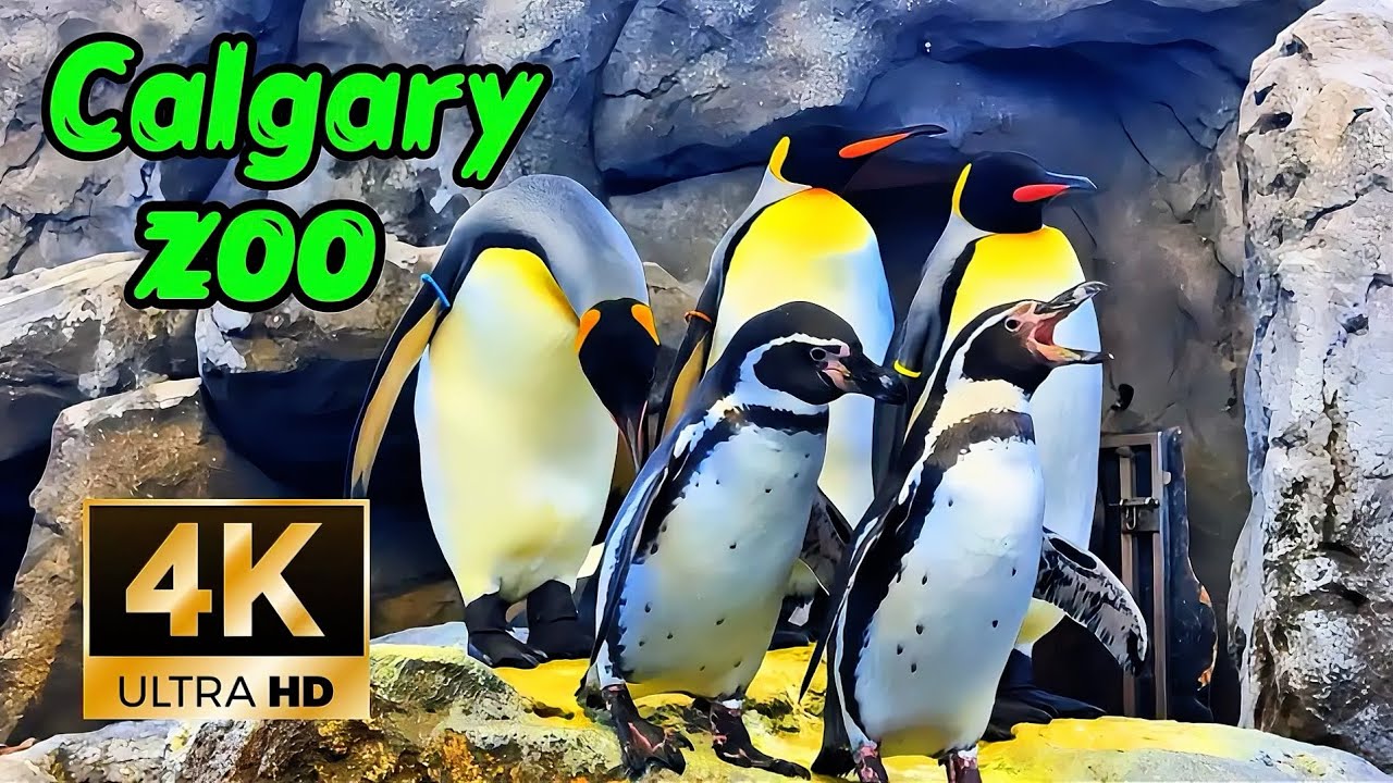 Calgary zoo Walking tour #canada #calgary #zoo #tour 