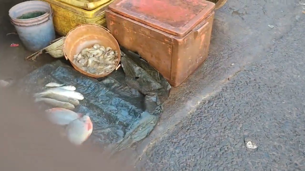 #fish