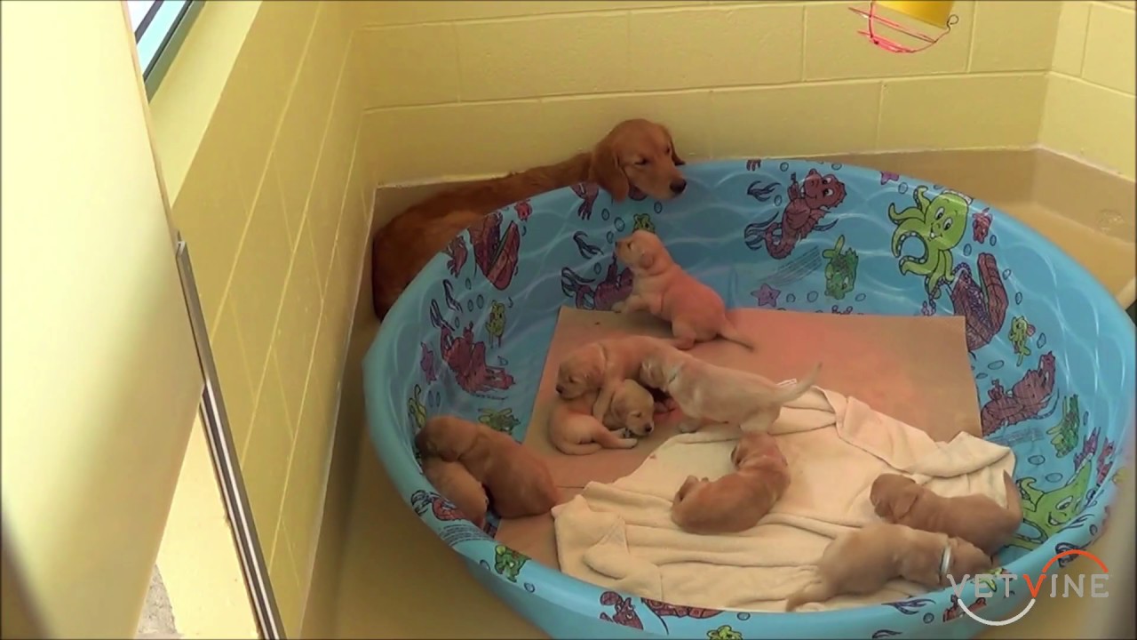 The Influence of a Puppy's Mother on its Behavior and Development