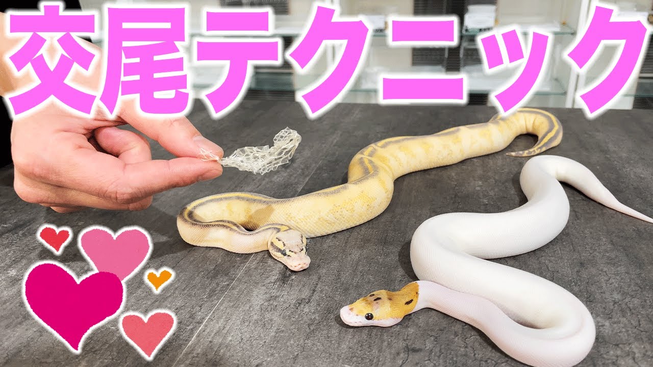 最新の交尾テクニック｜ボールパイソン繁殖