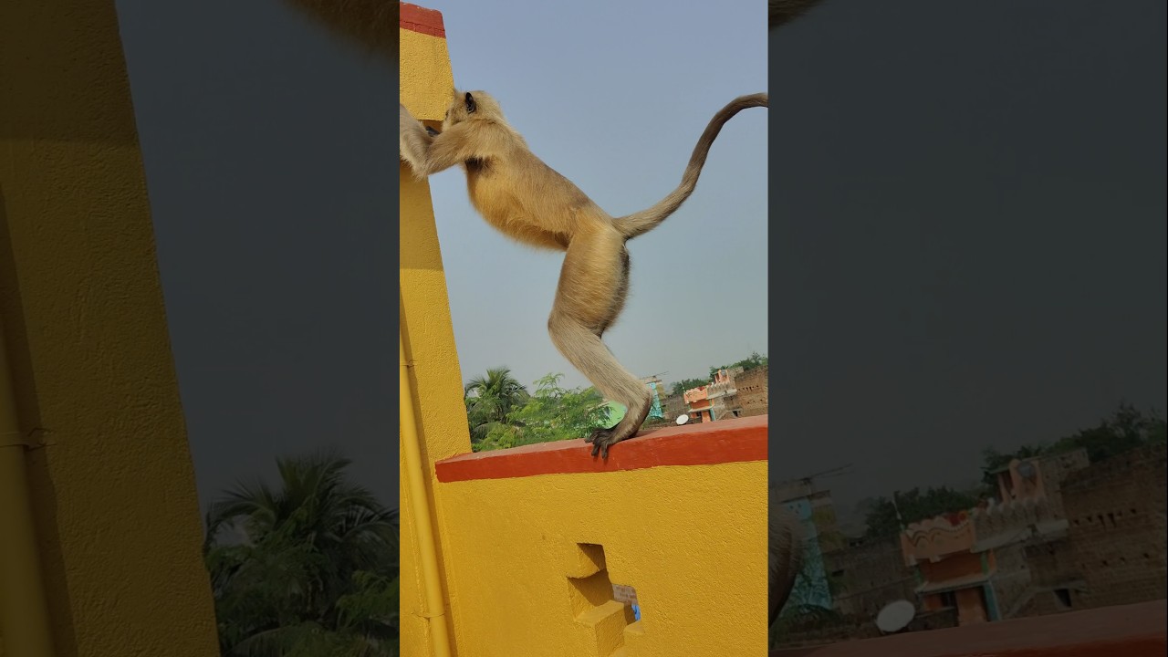W o W hanuman