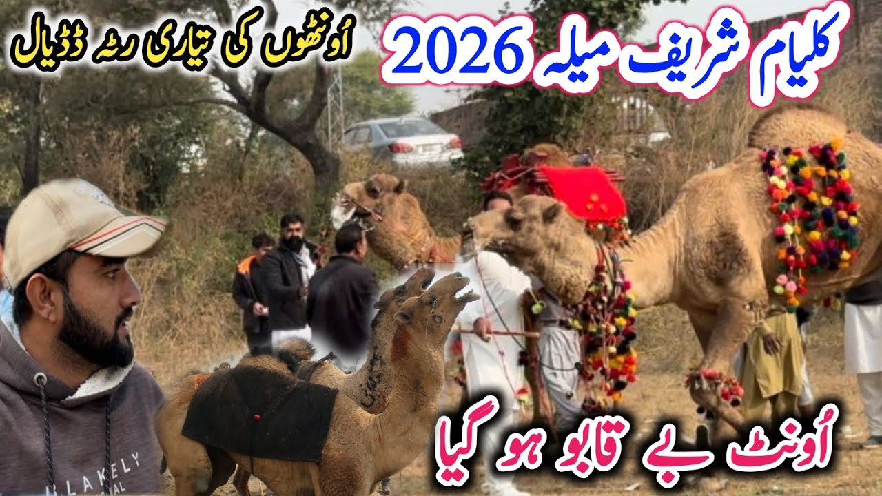 Ontha na mela Ratta Dadyal |The camel became uncontrollable|Kalyam Mela 2026|Israr ahmed official 
