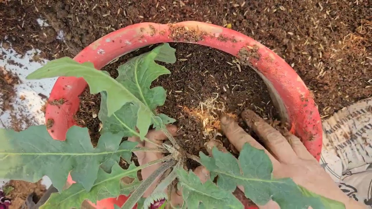 Gardening Works