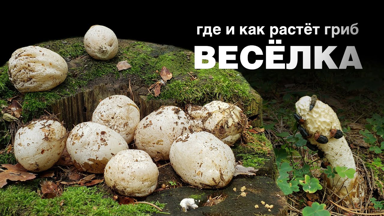 Где и как растет гриб весёлка. Белые грибы после засухи. 07.08.21