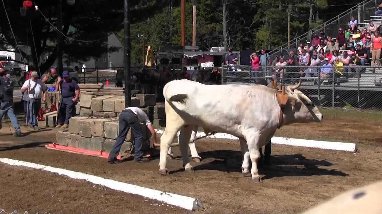 Ox Pull 2013 Deerfield Fair Oxen NH Pulling Video  1