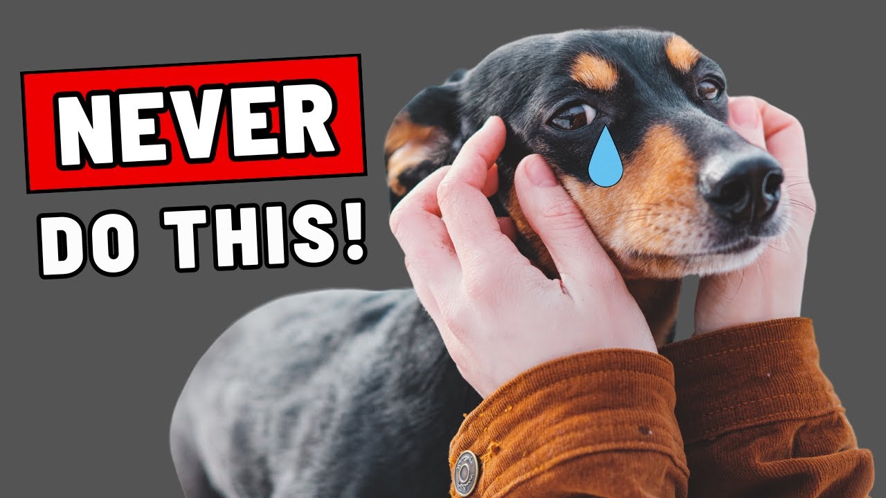16 Things a Dog Will NEVER Forgive