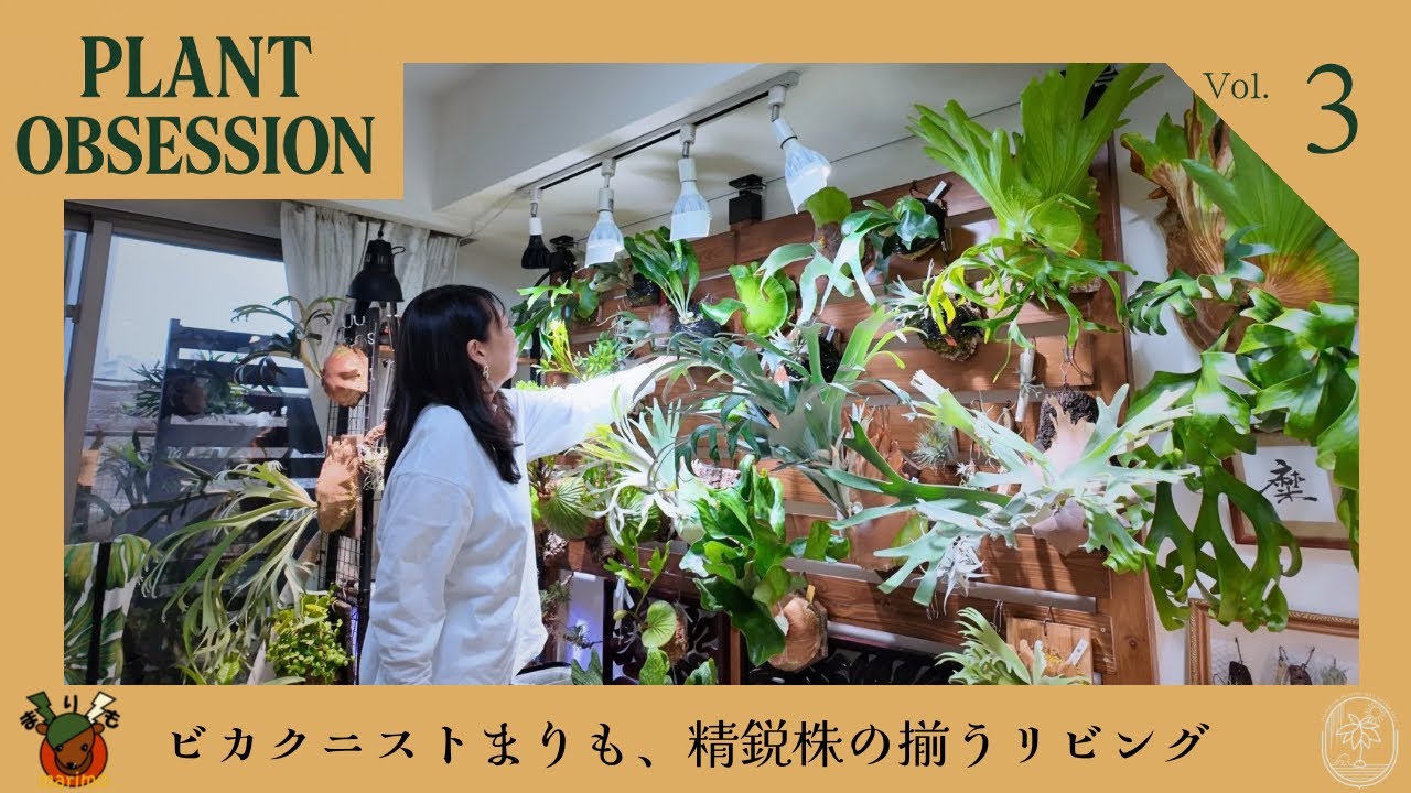 ビカクニストまりもの珠玉の株が揃うお家【PLANT OBSESSION】