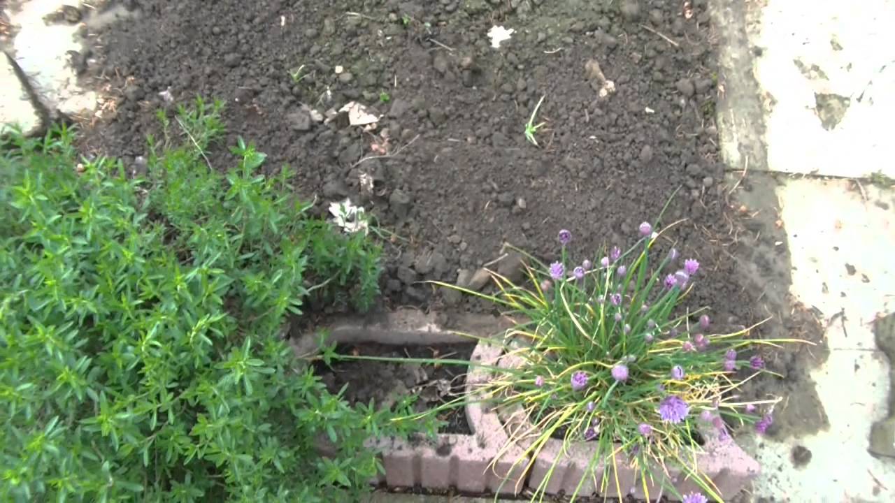 Gartenrundgang Mai 2015
