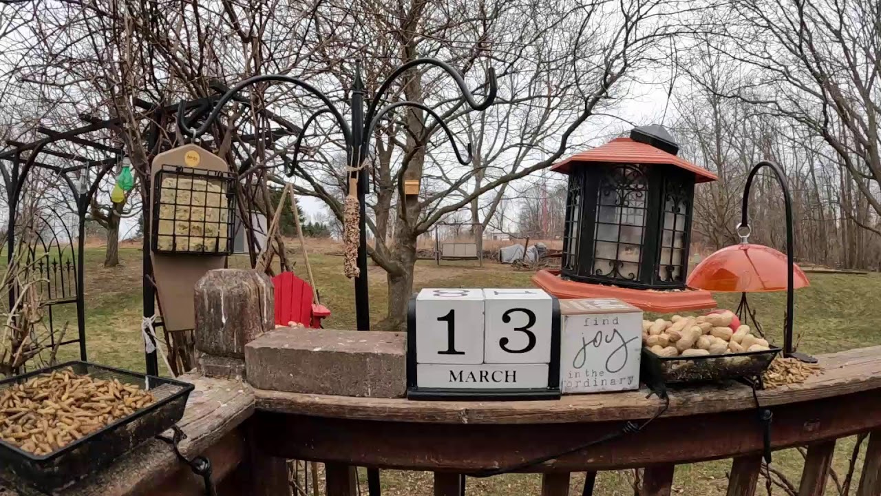 My Friday the 13th Morning Mayhem Bird & Squirrel Livestream Part 2 1/2