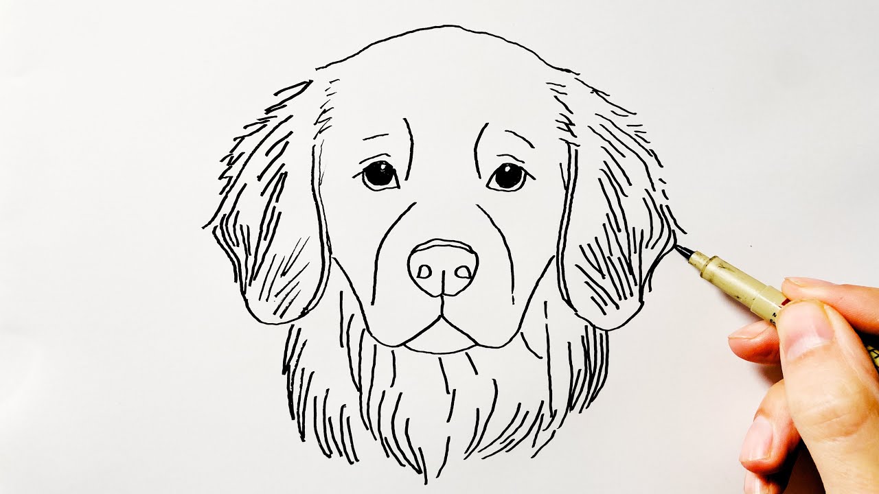 How to Draw a Golden Retriever