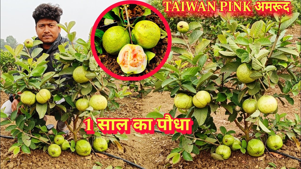 Taiwan Pink Guava Farming/ Thai Pink Amrud/ Thailand Fruit Plant Nursery/ Red Diamond Guava Farming