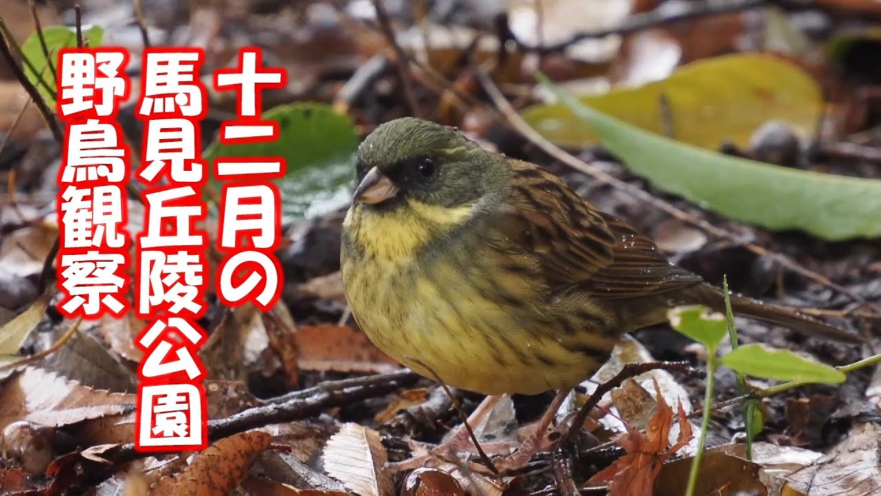 馬見丘陵公園　雨の野鳥観察