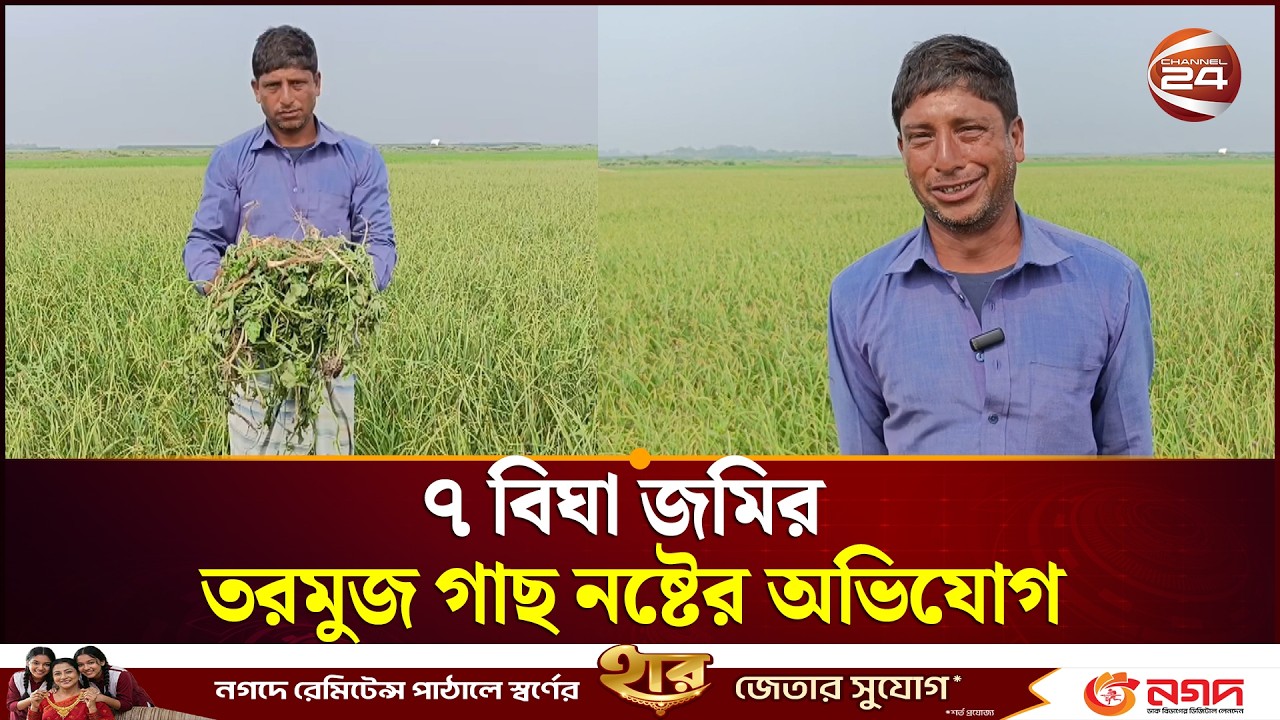 শত্রুতার জেরে ৭ বিঘা জমির তরমুজের গাছ উপড়ে ফেলার অভিযোগ | Pabna | Channel 24