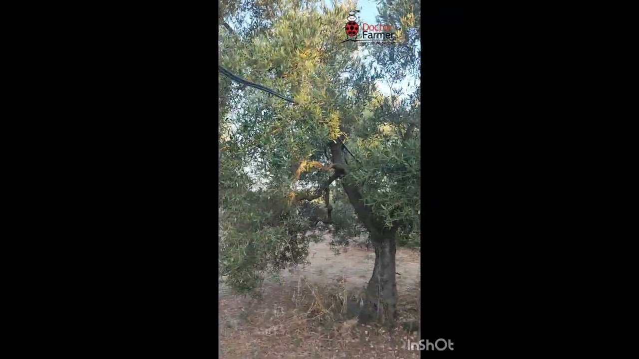 Oliveto naturale. Solo microrganismi, sostanza organica, vitamine e Abomin