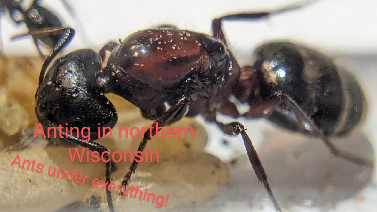 Anting in northern Wisconsin Season 1 Episode 5: Ants under every rock!