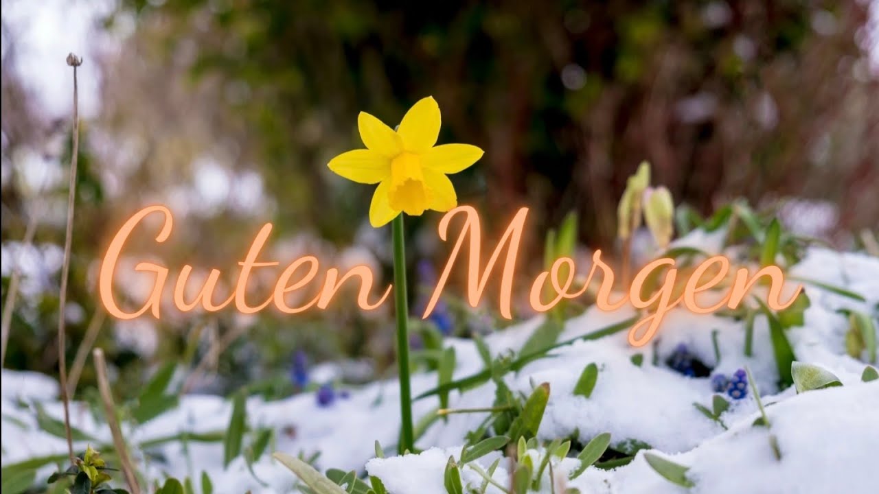 Guten Morgen Grüße❄️🌷 winterliche Grüße Februar ☺️ Gruß zum Senden whatsapp 