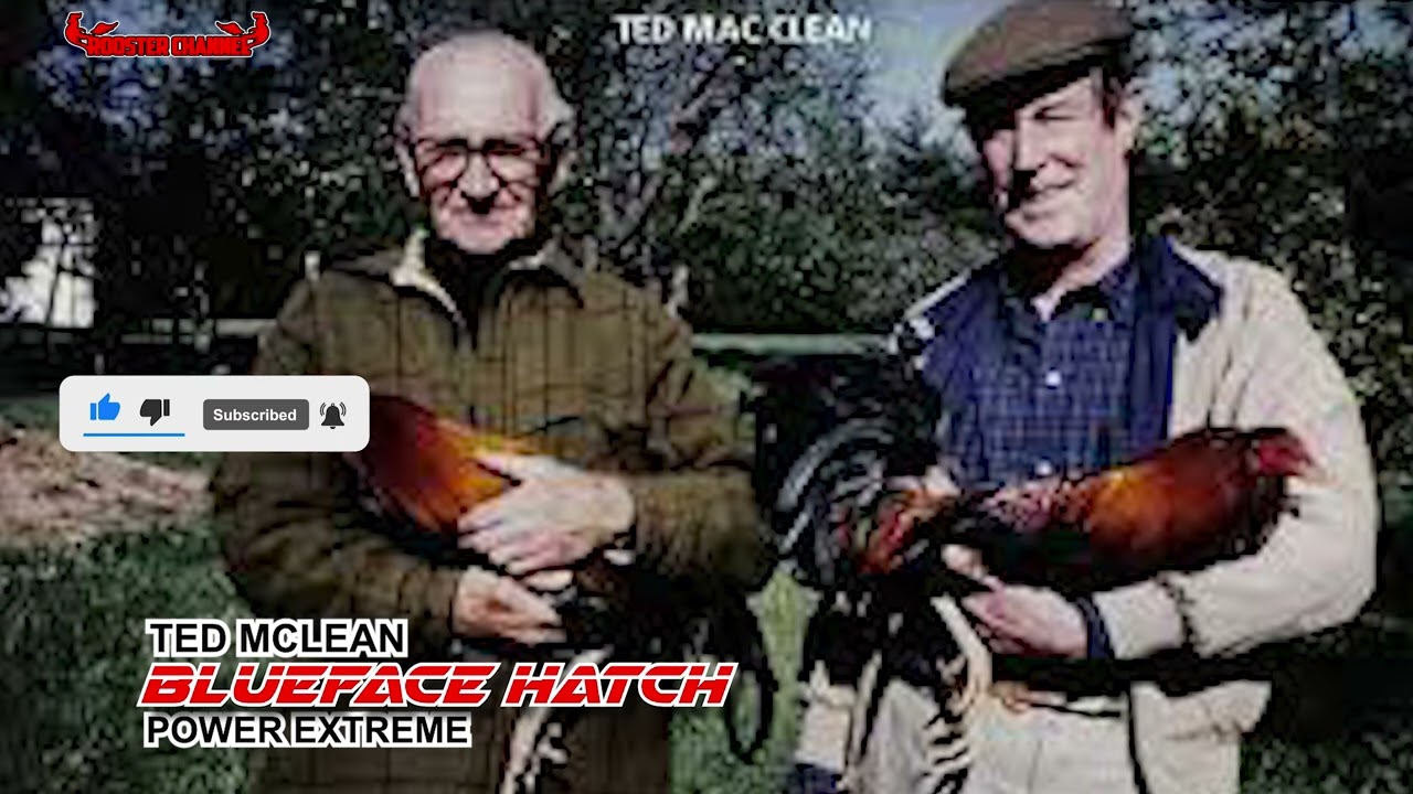 Rooster Channel I THE HISTORY OF THE BLUEFACE HATCH
