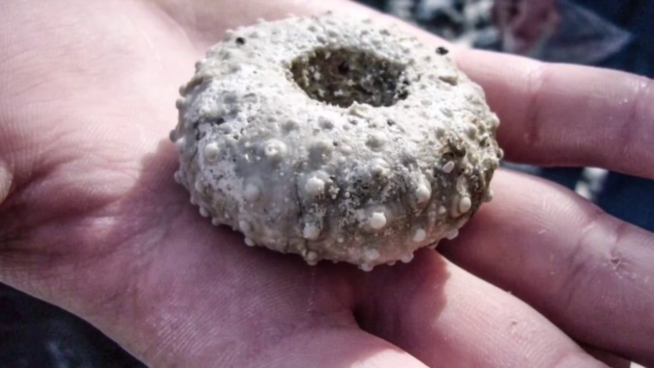 Danish fossils part 1