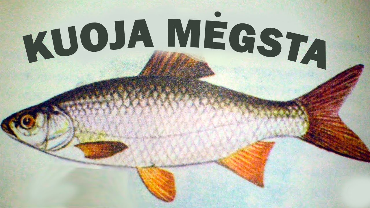 Tai, ką mėgsta kuoja! Be kokių dalykų &scaron;ių žuvų negalima gaudyti?