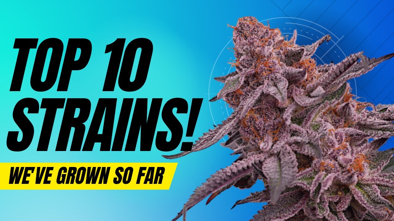 TOP 10 STRAINS WE'VE GROWN SO FAR!