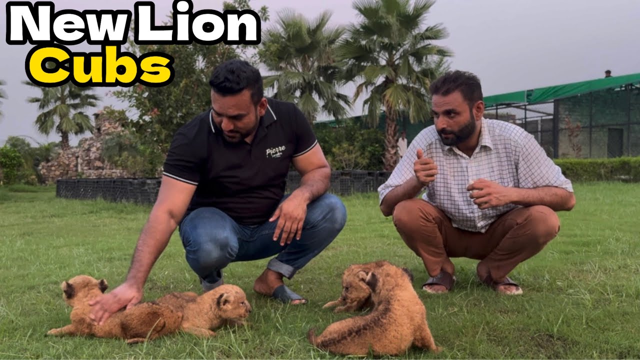 New Common Lion Cubs Agye 🦁🥰|cubs ki 1 Month Vaccination Kar Di 🦁🥰