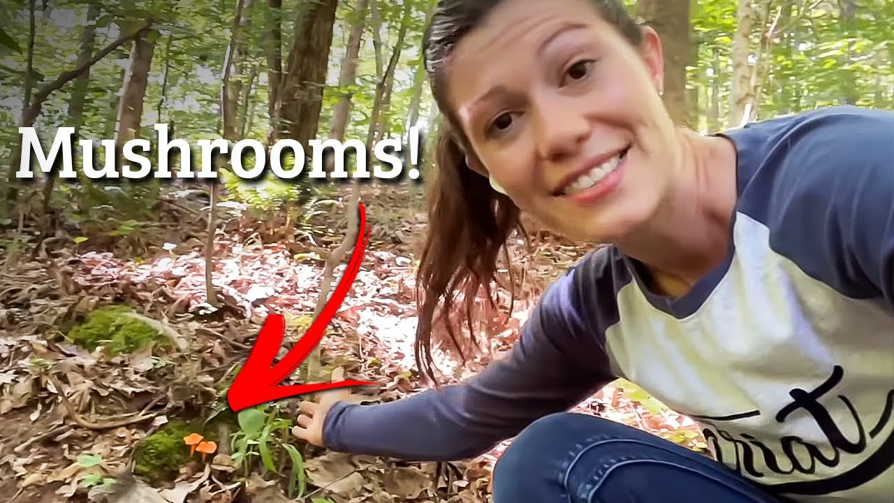 How to Find FOOD in the Forest