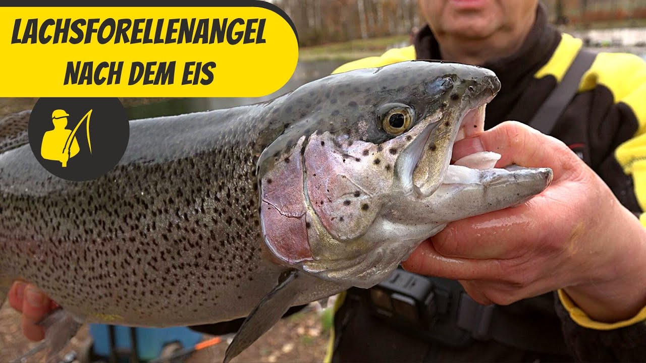 Lachsforellenangeln nach dem Eis