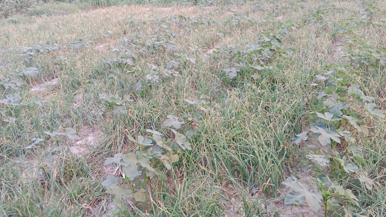 प्याज का खेती कैसे करें onion agriculture farming Bihar #trending #viralvideo #agriculture #bihar