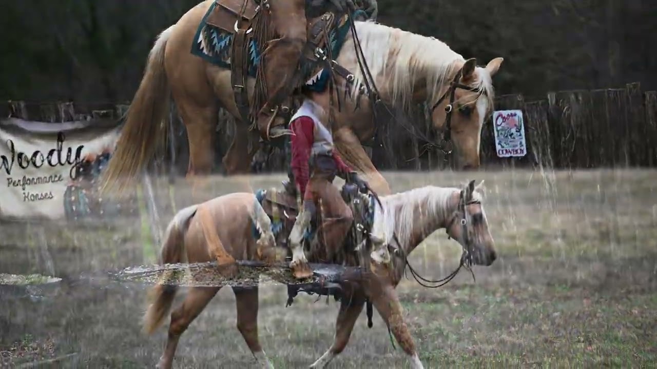 Sheza Pic Shernic 2 year old Registered Palomino AQHA Filly 