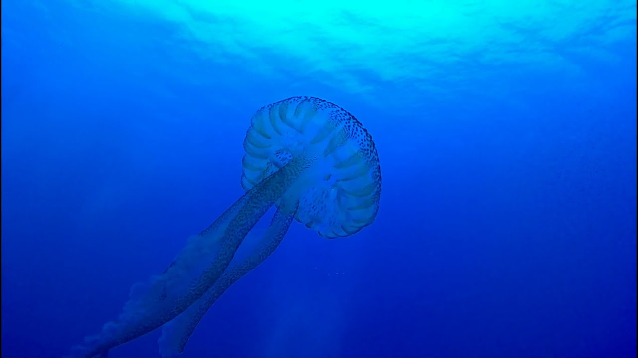 Argentario 2022 - SUB - Sottacqua Diving School ADV35 - Full Dive