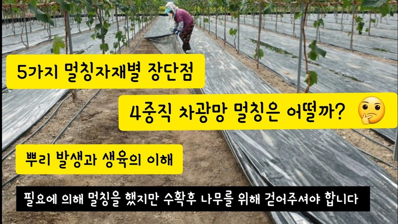 지금 샤인머스켓 포도밭 바닥멀칭 어떻게 하셨어요? 🤔