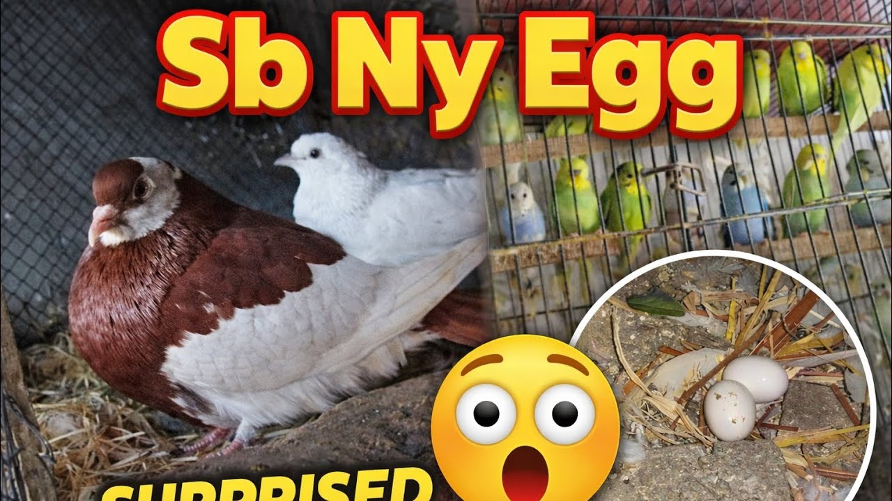 Shock ho gya! 😳 Sb Ny Egg | Amazing Egg Collection Day