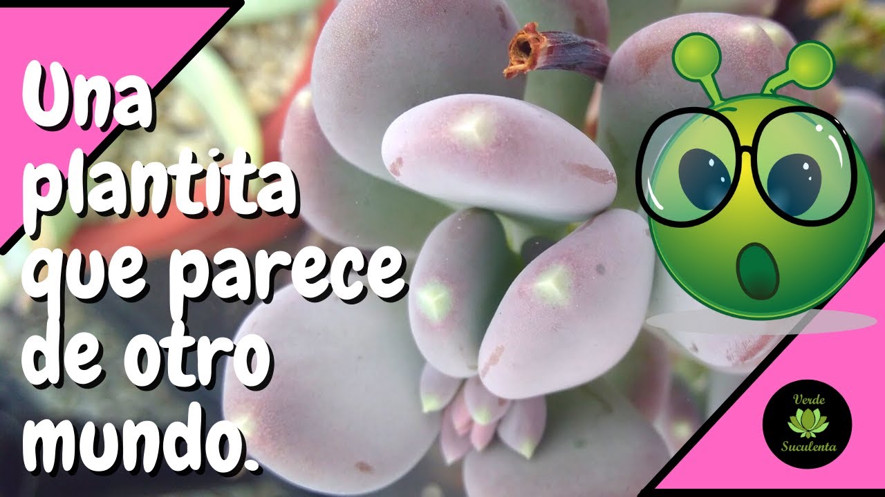 🤔¿Ya conoces cómo cuidar el Pachyphytum 