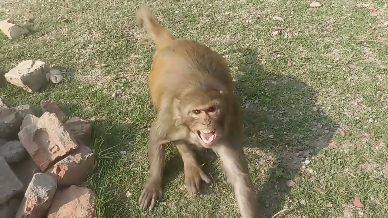 इतना ज्यादा गुस्सा मत हो बाबा 🤣🐒🌴🌌 #monkey #monkeyvideo #funny #blog 