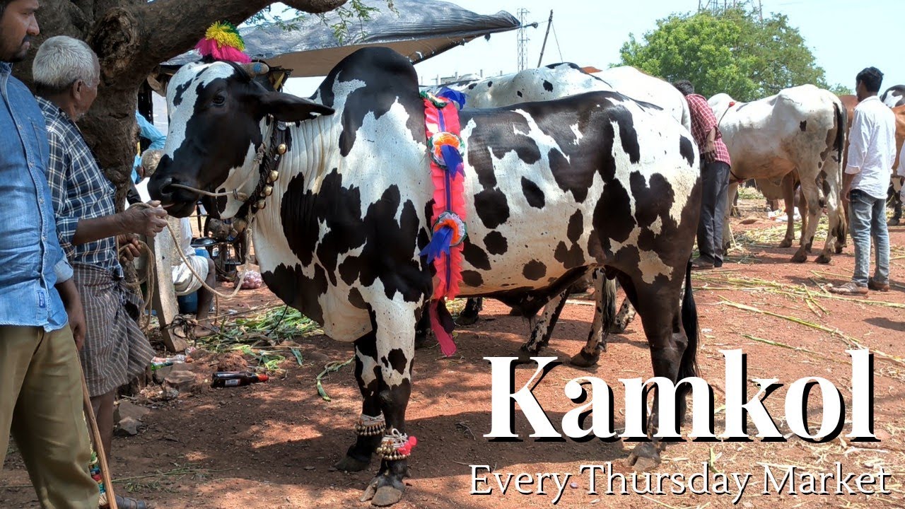 Deoni Bulls in Kamkol Market Update | Every Thursday |