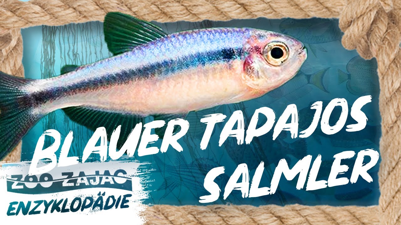 BLAUER TAPAJOS SALMLER | FISCHENZYKLOPÄDIE | ZOO ZAJAC