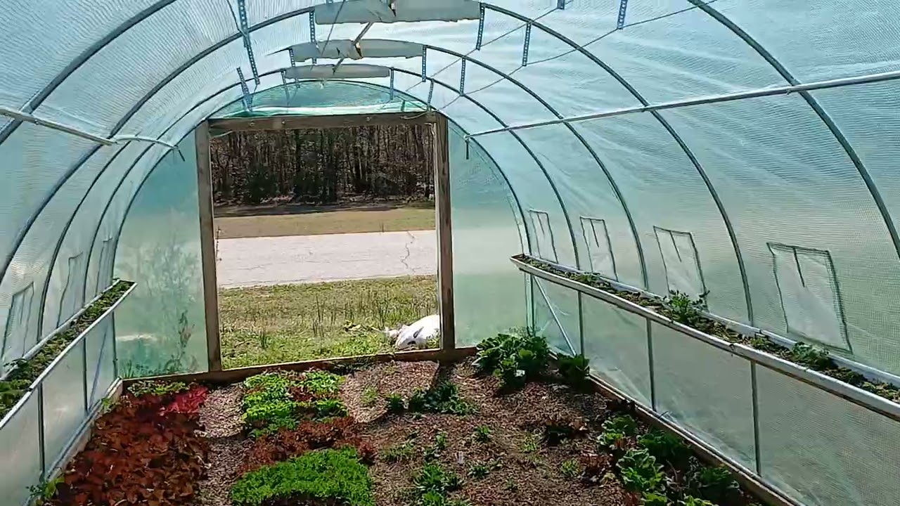 How I make $4,000 per cycle on lettuce using cheap high tunnels.