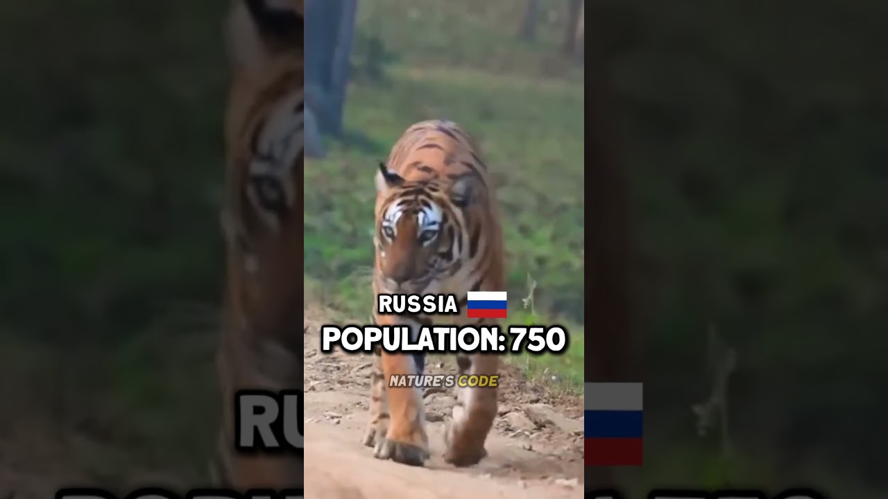 How Many Tigers Are Left?