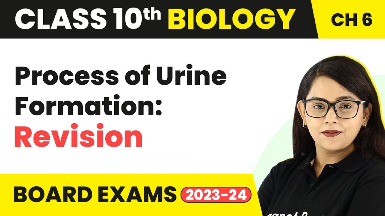 Process of Urine Formation: Revision - Life Process | Class 10 Biology