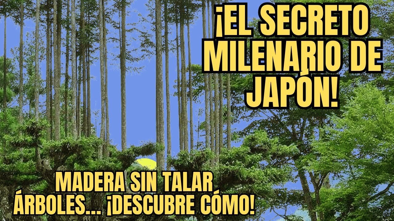 T&eacute;cnica Daisugi: C&oacute;mo Jap&oacute;n Cultiva Madera sin Cortar &Aacute;rboles 🌲 | Sostenibilidad Japonesa