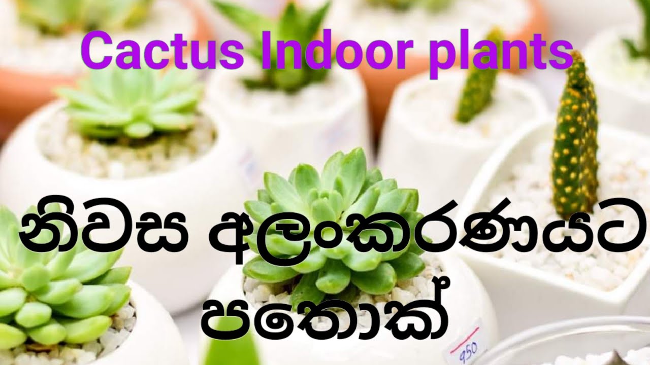 Cactus plants,  cactus sri lanka, cactus sinhala, cactus cultivation,  cactus growing,  indoor plant